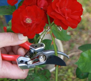 Rosen- und Baumschere im Set zum Sonderpreis !