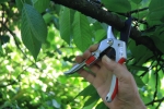 Gartenschere N-1440A  Neues Modell o. Gürteltasche
