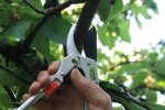Gartenschere N-1440A  Neues Modell o. Gürteltasche