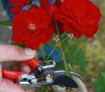 Rosen-und Floristenschere im Set zum Sonderpreis !